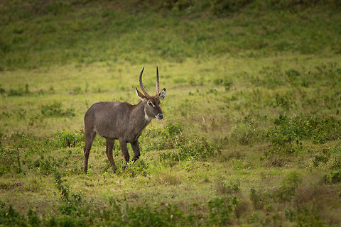 Male Waterbuck on the move in Arusha National Park  Africa,Arusha,Arusha National Park,Kobus ellipsiprymnus,Tanzania,Waterbuck