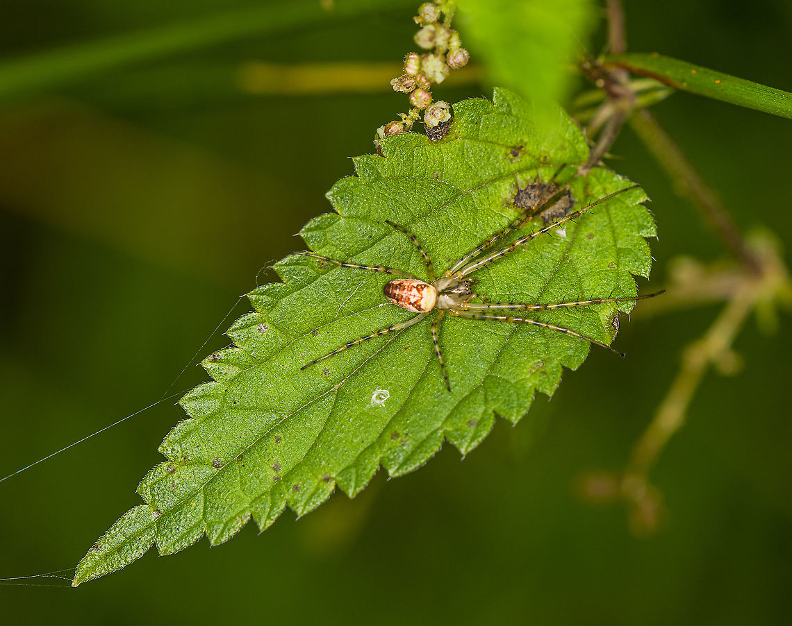 Metellina segmentata - top view, Heeswijk-Dinther, Netherlands <figure class="photo"><a href="https://www.jungledragon.com/image/122056/metellina_segmentata_-_side_view_heeswijk-dinther_netherlands.html" title="Metellina segmentata - side view, Heeswijk-Dinther, Netherlands"><img src="https://s3.amazonaws.com/media.jungledragon.com/images/2/122056_thumb.jpg?AWSAccessKeyId=05GMT0V3GWVNE7GGM1R2&Expires=1759968010&Signature=yn5trYoUO8oHi5SDtdHTR9ORxbg%3D" width="114" height="152" alt="Metellina segmentata - side view, Heeswijk-Dinther, Netherlands https://www.jungledragon.com/image/122055/metellina_segmentata_-_top_view_heeswijk-dinther_netherlands.html Eurasian Armoured Long-jawed Spider,Europe,Heeswijk-Dinther,Metellina segmentata,Netherlands,World" /></a></figure> Europe,Heeswijk-Dinther,Metellina segmentata,Netherlands,World
