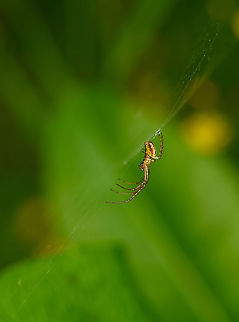 Metellina segmentata - side view, Heeswijk-Dinther, Netherlands https://www.jungledragon.com/image/122055/metellina_segmentata_-_top_view_heeswijk-dinther_netherlands.html Eurasian Armoured Long-jawed Spider,Europe,Heeswijk-Dinther,Metellina segmentata,Netherlands,World