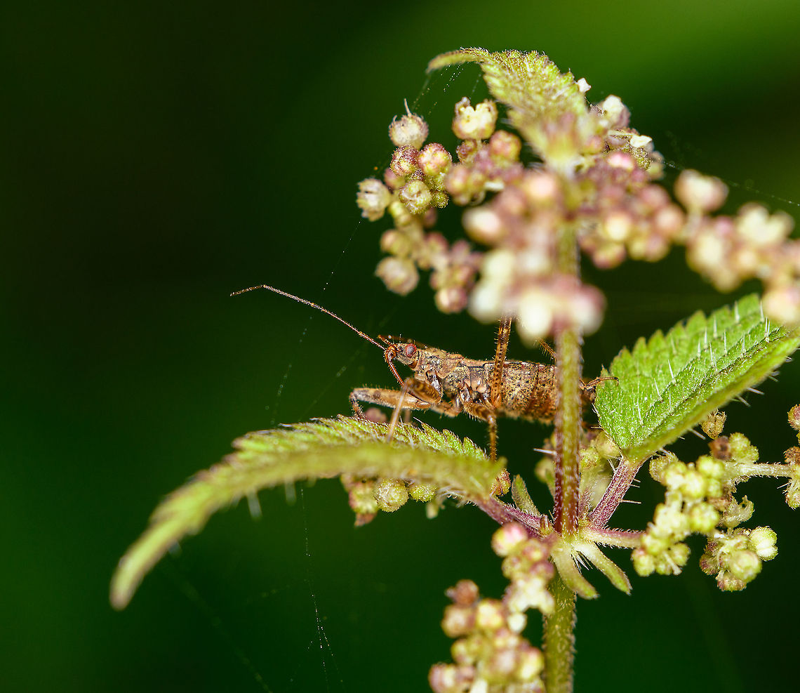 Coranus subapterus, Heeswijk-Dinther, Netherlands This is not the most useful photo for identification, so the species is tentative, but likely. The Netherlands has only 7 known assassin bug species, seen here:<br />
<a href="https://www.nederlandsesoorten.nl/linnaeus_ng/app/views/species/nsr_taxon.php?id=158026&amp;cat=CTAB_MEDIA" rel="nofollow">https://www.nederlandsesoorten.nl/linnaeus_ng/app/views/species/nsr_taxon.php?id=158026&amp;cat=CTAB_MEDIA</a><br />
<br />
Given body build, the only serious candidates are Coranus subapterus and Coranus woodroffei. The typical reference image of either species looks somewhat different (more neutral tones), yet I did find this:<br />
<a href="https://waarneming.nl/photos/23725513/" rel="nofollow">https://waarneming.nl/photos/23725513/</a><br />
<br />
Possibly it's a young adult, not yet in its final color. Coranus subapterus,Europe,Heath Assassin Bug,Heeswijk-Dinther,Netherlands,World
