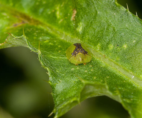 Cassida vibex, Heeswijk-Dinther, Netherlands This was the personal highlight of this hike. I've seen tortoise beetles posted on JungleDragon for many years yet somehow never considered any to occur in the Netherlands, I always imagined them to be more tropical species. Only through Arp's work did I learn that the Netherlands also has a few native species, and this is the first time I found one here.

I'll partially excuse myself for not seeing them earlier as they really are much smaller than I imagined them to be, plus they blend in really well. The dutch name for this species (distelschildkever) translates as "Thistle Tortoise Beetle", after its host plant.
https://www.jungledragon.com/image/122059/cassida_vibex_-_context_heeswijk-dinther_netherlands.html
https://www.jungledragon.com/image/122060/cassida_vibex_-_ventral_heeswijk-dinther_netherlands.html
https://www.jungledragon.com/image/122061/cassida_vibex_-_closeup_heeswijk-dinther_netherlands.html Cassida vibex,Europe,Heeswijk-Dinther,Netherlands,World