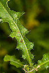 Cassida vibex - context, Heeswijk-Dinther, Netherlands This was the personal highlight of this hike. I've seen tortoise beetles posted on JungleDragon for many years yet somehow never considered any to occur in the Netherlands, I always imagined them to be more tropical species. Only through Arp's work did I learn that the Netherlands also has a few native species, and this is the first time I found one here.<br />
<br />
I'll partially excuse myself for not seeing them earlier as they really are much smaller than I imagined them to be, plus they blend in really well. The dutch name for this species (distelschildkever) translates as "Thistle Tortoise Beetle", after its host plant.<br />
https://www.jungledragon.com/image/122058/cassida_vibex_heeswijk-dinther_netherlands.html<br />
https://www.jungledragon.com/image/122060/cassida_vibex_-_ventral_heeswijk-dinther_netherlands.html<br />
https://www.jungledragon.com/image/122061/cassida_vibex_-_closeup_heeswijk-dinther_netherlands.html Cassida vibex,Europe,Heeswijk-Dinther,Netherlands,World
