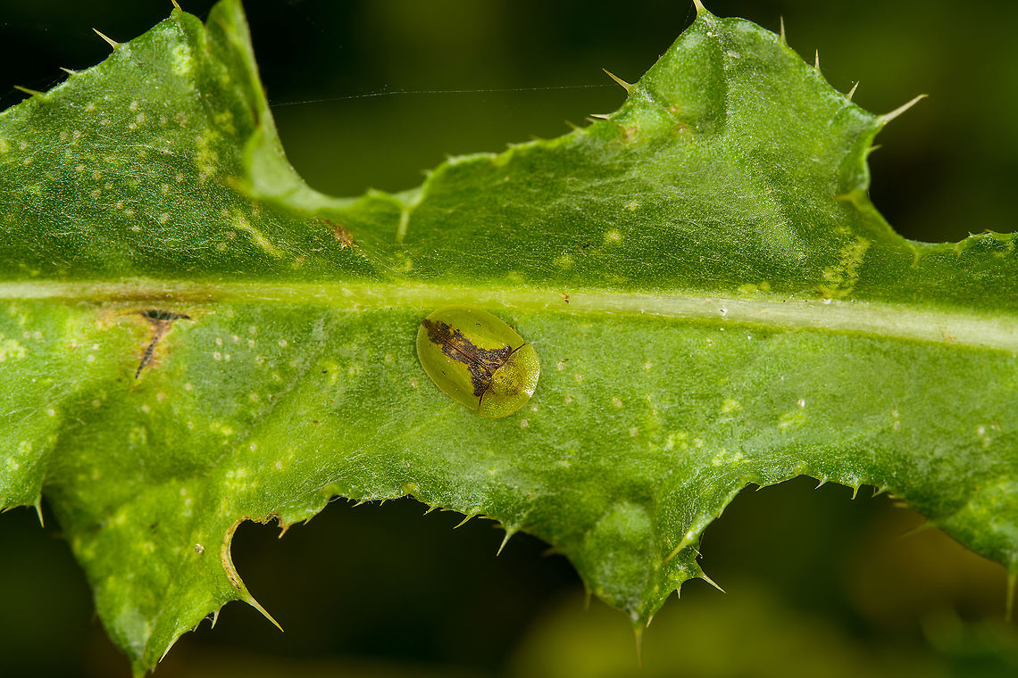 Cassida vibex - ventral, Heeswijk-Dinther, Netherlands This was the personal highlight of this hike. I've seen tortoise beetles posted on JungleDragon for many years yet somehow never considered any to occur in the Netherlands, I always imagined them to be more tropical species. Only through Arp's work did I learn that the Netherlands also has a few native species, and this is the first time I found one here.<br />
<br />
I'll partially excuse myself for not seeing them earlier as they really are much smaller than I imagined them to be, plus they blend in really well. The dutch name for this species (distelschildkever) translates as "Thistle Tortoise Beetle", after its host plant.<br />
<figure class="photo"><a href="https://www.jungledragon.com/image/122059/cassida_vibex_-_context_heeswijk-dinther_netherlands.html" title="Cassida vibex - context, Heeswijk-Dinther, Netherlands"><img src="https://s3.amazonaws.com/media.jungledragon.com/images/2/122059_thumb.jpg?AWSAccessKeyId=05GMT0V3GWVNE7GGM1R2&Expires=1759968010&Signature=r0JJRVSbDYo1VkMSxHB6NEkpUMc%3D" width="102" height="152" alt="Cassida vibex - context, Heeswijk-Dinther, Netherlands This was the personal highlight of this hike. I've seen tortoise beetles posted on JungleDragon for many years yet somehow never considered any to occur in the Netherlands, I always imagined them to be more tropical species. Only through Arp's work did I learn that the Netherlands also has a few native species, and this is the first time I found one here.<br />
<br />
I'll partially excuse myself for not seeing them earlier as they really are much smaller than I imagined them to be, plus they blend in really well. The dutch name for this species (distelschildkever) translates as "Thistle Tortoise Beetle", after its host plant.<br />
https://www.jungledragon.com/image/122058/cassida_vibex_heeswijk-dinther_netherlands.html<br />
https://www.jungledragon.com/image/122060/cassida_vibex_-_ventral_heeswijk-dinther_netherlands.html<br />
https://www.jungledragon.com/image/122061/cassida_vibex_-_closeup_heeswijk-dinther_netherlands.html Cassida vibex,Europe,Heeswijk-Dinther,Netherlands,World" /></a></figure><br />
<figure class="photo"><a href="https://www.jungledragon.com/image/122058/cassida_vibex_heeswijk-dinther_netherlands.html" title="Cassida vibex, Heeswijk-Dinther, Netherlands"><img src="https://s3.amazonaws.com/media.jungledragon.com/images/2/122058_thumb.jpg?AWSAccessKeyId=05GMT0V3GWVNE7GGM1R2&Expires=1759968010&Signature=rQN4krez%2BnnMUrum5rDQGC0TsBQ%3D" width="200" height="168" alt="Cassida vibex, Heeswijk-Dinther, Netherlands This was the personal highlight of this hike. I've seen tortoise beetles posted on JungleDragon for many years yet somehow never considered any to occur in the Netherlands, I always imagined them to be more tropical species. Only through Arp's work did I learn that the Netherlands also has a few native species, and this is the first time I found one here.<br />
<br />
I'll partially excuse myself for not seeing them earlier as they really are much smaller than I imagined them to be, plus they blend in really well. The dutch name for this species (distelschildkever) translates as "Thistle Tortoise Beetle", after its host plant.<br />
https://www.jungledragon.com/image/122059/cassida_vibex_-_context_heeswijk-dinther_netherlands.html<br />
https://www.jungledragon.com/image/122060/cassida_vibex_-_ventral_heeswijk-dinther_netherlands.html<br />
https://www.jungledragon.com/image/122061/cassida_vibex_-_closeup_heeswijk-dinther_netherlands.html Cassida vibex,Europe,Heeswijk-Dinther,Netherlands,World" /></a></figure><br />
<figure class="photo"><a href="https://www.jungledragon.com/image/122061/cassida_vibex_-_closeup_heeswijk-dinther_netherlands.html" title="Cassida vibex - closeup, Heeswijk-Dinther, Netherlands"><img src="https://s3.amazonaws.com/media.jungledragon.com/images/2/122061_thumb.jpg?AWSAccessKeyId=05GMT0V3GWVNE7GGM1R2&Expires=1759968010&Signature=%2FwrRIvfnVJZJKixo6%2BRhGFGD0h8%3D" width="200" height="142" alt="Cassida vibex - closeup, Heeswijk-Dinther, Netherlands This was the personal highlight of this hike. I've seen tortoise beetles posted on JungleDragon for many years yet somehow never considered any to occur in the Netherlands, I always imagined them to be more tropical species. Only through Arp's work did I learn that the Netherlands also has a few native species, and this is the first time I found one here.<br />
<br />
I'll partially excuse myself for not seeing them earlier as they really are much smaller than I imagined them to be, plus they blend in really well. The dutch name for this species (distelschildkever) translates as "Thistle Tortoise Beetle", after its host plant.<br />
https://www.jungledragon.com/image/122059/cassida_vibex_-_context_heeswijk-dinther_netherlands.html<br />
https://www.jungledragon.com/image/122058/cassida_vibex_heeswijk-dinther_netherlands.html<br />
https://www.jungledragon.com/image/122060/cassida_vibex_-_ventral_heeswijk-dinther_netherlands.html Cassida vibex,Europe,Heeswijk-Dinther,Netherlands,World" /></a></figure> Cassida vibex,Europe,Heeswijk-Dinther,Netherlands,World