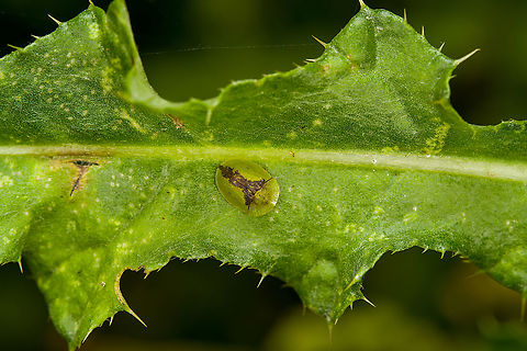 Cassida vibex - ventral, Heeswijk-Dinther, Netherlands This was the personal highlight of this hike. I've seen tortoise beetles posted on JungleDragon for many years yet somehow never considered any to occur in the Netherlands, I always imagined them to be more tropical species. Only through Arp's work did I learn that the Netherlands also has a few native species, and this is the first time I found one here.

I'll partially excuse myself for not seeing them earlier as they really are much smaller than I imagined them to be, plus they blend in really well. The dutch name for this species (distelschildkever) translates as "Thistle Tortoise Beetle", after its host plant.
https://www.jungledragon.com/image/122059/cassida_vibex_-_context_heeswijk-dinther_netherlands.html
https://www.jungledragon.com/image/122058/cassida_vibex_heeswijk-dinther_netherlands.html
https://www.jungledragon.com/image/122061/cassida_vibex_-_closeup_heeswijk-dinther_netherlands.html Cassida vibex,Europe,Heeswijk-Dinther,Netherlands,World