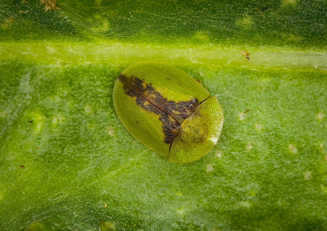 Cassida vibex - closeup, Heeswijk-Dinther, Netherlands This was the personal highlight of this hike. I've seen tortoise beetles posted on JungleDragon for many years yet somehow never considered any to occur in the Netherlands, I always imagined them to be more tropical species. Only through Arp's work did I learn that the Netherlands also has a few native species, and this is the first time I found one here.<br />
<br />
I'll partially excuse myself for not seeing them earlier as they really are much smaller than I imagined them to be, plus they blend in really well. The dutch name for this species (distelschildkever) translates as "Thistle Tortoise Beetle", after its host plant.<br />
<figure class="photo"><a href="https://www.jungledragon.com/image/122059/cassida_vibex_-_context_heeswijk-dinther_netherlands.html" title="Cassida vibex - context, Heeswijk-Dinther, Netherlands"><img src="https://s3.amazonaws.com/media.jungledragon.com/images/2/122059_thumb.jpg?AWSAccessKeyId=05GMT0V3GWVNE7GGM1R2&Expires=1759968010&Signature=r0JJRVSbDYo1VkMSxHB6NEkpUMc%3D" width="102" height="152" alt="Cassida vibex - context, Heeswijk-Dinther, Netherlands This was the personal highlight of this hike. I've seen tortoise beetles posted on JungleDragon for many years yet somehow never considered any to occur in the Netherlands, I always imagined them to be more tropical species. Only through Arp's work did I learn that the Netherlands also has a few native species, and this is the first time I found one here.<br />
<br />
I'll partially excuse myself for not seeing them earlier as they really are much smaller than I imagined them to be, plus they blend in really well. The dutch name for this species (distelschildkever) translates as "Thistle Tortoise Beetle", after its host plant.<br />
https://www.jungledragon.com/image/122058/cassida_vibex_heeswijk-dinther_netherlands.html<br />
https://www.jungledragon.com/image/122060/cassida_vibex_-_ventral_heeswijk-dinther_netherlands.html<br />
https://www.jungledragon.com/image/122061/cassida_vibex_-_closeup_heeswijk-dinther_netherlands.html Cassida vibex,Europe,Heeswijk-Dinther,Netherlands,World" /></a></figure><br />
<figure class="photo"><a href="https://www.jungledragon.com/image/122058/cassida_vibex_heeswijk-dinther_netherlands.html" title="Cassida vibex, Heeswijk-Dinther, Netherlands"><img src="https://s3.amazonaws.com/media.jungledragon.com/images/2/122058_thumb.jpg?AWSAccessKeyId=05GMT0V3GWVNE7GGM1R2&Expires=1759968010&Signature=rQN4krez%2BnnMUrum5rDQGC0TsBQ%3D" width="200" height="168" alt="Cassida vibex, Heeswijk-Dinther, Netherlands This was the personal highlight of this hike. I've seen tortoise beetles posted on JungleDragon for many years yet somehow never considered any to occur in the Netherlands, I always imagined them to be more tropical species. Only through Arp's work did I learn that the Netherlands also has a few native species, and this is the first time I found one here.<br />
<br />
I'll partially excuse myself for not seeing them earlier as they really are much smaller than I imagined them to be, plus they blend in really well. The dutch name for this species (distelschildkever) translates as "Thistle Tortoise Beetle", after its host plant.<br />
https://www.jungledragon.com/image/122059/cassida_vibex_-_context_heeswijk-dinther_netherlands.html<br />
https://www.jungledragon.com/image/122060/cassida_vibex_-_ventral_heeswijk-dinther_netherlands.html<br />
https://www.jungledragon.com/image/122061/cassida_vibex_-_closeup_heeswijk-dinther_netherlands.html Cassida vibex,Europe,Heeswijk-Dinther,Netherlands,World" /></a></figure><br />
<figure class="photo"><a href="https://www.jungledragon.com/image/122060/cassida_vibex_-_ventral_heeswijk-dinther_netherlands.html" title="Cassida vibex - ventral, Heeswijk-Dinther, Netherlands"><img src="https://s3.amazonaws.com/media.jungledragon.com/images/2/122060_thumb.jpg?AWSAccessKeyId=05GMT0V3GWVNE7GGM1R2&Expires=1759968010&Signature=PTN7eJfLLeZaBcDNA97fugx9%2BoU%3D" width="200" height="134" alt="Cassida vibex - ventral, Heeswijk-Dinther, Netherlands This was the personal highlight of this hike. I've seen tortoise beetles posted on JungleDragon for many years yet somehow never considered any to occur in the Netherlands, I always imagined them to be more tropical species. Only through Arp's work did I learn that the Netherlands also has a few native species, and this is the first time I found one here.<br />
<br />
I'll partially excuse myself for not seeing them earlier as they really are much smaller than I imagined them to be, plus they blend in really well. The dutch name for this species (distelschildkever) translates as "Thistle Tortoise Beetle", after its host plant.<br />
https://www.jungledragon.com/image/122059/cassida_vibex_-_context_heeswijk-dinther_netherlands.html<br />
https://www.jungledragon.com/image/122058/cassida_vibex_heeswijk-dinther_netherlands.html<br />
https://www.jungledragon.com/image/122061/cassida_vibex_-_closeup_heeswijk-dinther_netherlands.html Cassida vibex,Europe,Heeswijk-Dinther,Netherlands,World" /></a></figure> Cassida vibex,Europe,Heeswijk-Dinther,Netherlands,World