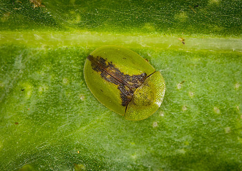 Cassida vibex - closeup, Heeswijk-Dinther, Netherlands This was the personal highlight of this hike. I've seen tortoise beetles posted on JungleDragon for many years yet somehow never considered any to occur in the Netherlands, I always imagined them to be more tropical species. Only through Arp's work did I learn that the Netherlands also has a few native species, and this is the first time I found one here.

I'll partially excuse myself for not seeing them earlier as they really are much smaller than I imagined them to be, plus they blend in really well. The dutch name for this species (distelschildkever) translates as "Thistle Tortoise Beetle", after its host plant.
https://www.jungledragon.com/image/122059/cassida_vibex_-_context_heeswijk-dinther_netherlands.html
https://www.jungledragon.com/image/122058/cassida_vibex_heeswijk-dinther_netherlands.html
https://www.jungledragon.com/image/122060/cassida_vibex_-_ventral_heeswijk-dinther_netherlands.html Cassida vibex,Europe,Heeswijk-Dinther,Netherlands,World