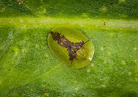 Cassida vibex - closeup, Heeswijk-Dinther, Netherlands This was the personal highlight of this hike. I've seen tortoise beetles posted on JungleDragon for many years yet somehow never considered any to occur in the Netherlands, I always imagined them to be more tropical species. Only through Arp's work did I learn that the Netherlands also has a few native species, and this is the first time I found one here.<br />
<br />
I'll partially excuse myself for not seeing them earlier as they really are much smaller than I imagined them to be, plus they blend in really well. The dutch name for this species (distelschildkever) translates as "Thistle Tortoise Beetle", after its host plant.<br />
https://www.jungledragon.com/image/122059/cassida_vibex_-_context_heeswijk-dinther_netherlands.html<br />
https://www.jungledragon.com/image/122058/cassida_vibex_heeswijk-dinther_netherlands.html<br />
https://www.jungledragon.com/image/122060/cassida_vibex_-_ventral_heeswijk-dinther_netherlands.html Cassida vibex,Europe,Heeswijk-Dinther,Netherlands,World