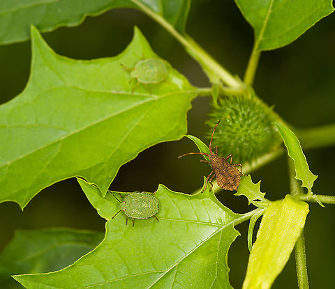 Dock bug and shield bug nymphs, Heeswijk-Dinther, Netherlands A youthful gathering, with two nymph individuals of the Green Shield Bug (Palomena prasina) and a mid instar nymph of a Dock Bug (Coreus marginatus). Europe,Heeswijk-Dinther,Netherlands,World