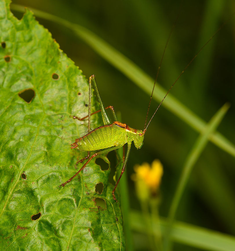 Speckled bush-cricket, Heeswijk-Dinther, Netherlands This is the male, and it looks to be missing a hind leg. Europe,Heeswijk-Dinther,Leptophyes punctatissima,Netherlands,Speckled bush-cricket,World