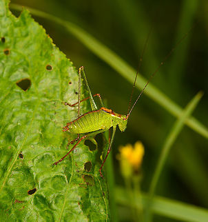 Speckled bush-cricket, Heeswijk-Dinther, Netherlands This is the male, and it looks to be missing a hind leg. Europe,Heeswijk-Dinther,Leptophyes punctatissima,Netherlands,Speckled bush-cricket,World