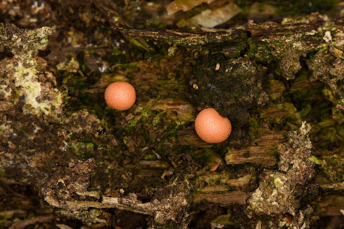 Wolf's Milk slime mold - closeup, Heeswijk-Dinther, Netherlands <figure class="photo"><a href="https://www.jungledragon.com/image/122071/wolfs_milk_slime_mold_heeswijk-dinther_netherlands.html" title="Wolf&#039;s Milk slime mold, Heeswijk-Dinther, Netherlands"><img src="https://s3.amazonaws.com/media.jungledragon.com/images/2/122071_thumb.jpg?AWSAccessKeyId=05GMT0V3GWVNE7GGM1R2&Expires=1767225610&Signature=sE8YMh2K7RoImrxc87i9Sz5T9vY%3D" width="200" height="134" alt="Wolf&#039;s Milk slime mold, Heeswijk-Dinther, Netherlands https://www.jungledragon.com/image/122070/wolfs_milk_slime_mold_-_closeup_heeswijk-dinther_netherlands.html Europe,Heeswijk-Dinther,Lycogala epidendrum,Netherlands,Wolf&#039;s milk,World" /></a></figure> Europe,Heeswijk-Dinther,Lycogala epidendrum,Netherlands,Wolf's milk,World