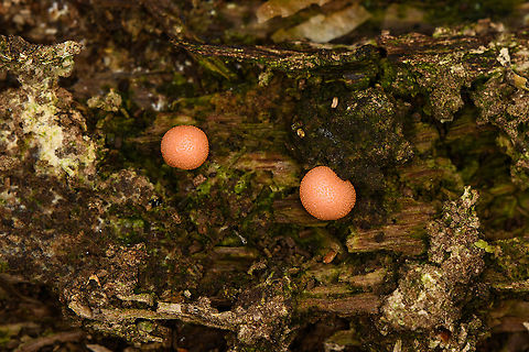 Wolf's Milk slime mold - closeup, Heeswijk-Dinther, Netherlands https://www.jungledragon.com/image/122071/wolfs_milk_slime_mold_heeswijk-dinther_netherlands.html Europe,Heeswijk-Dinther,Lycogala epidendrum,Netherlands,Wolf's milk,World