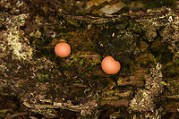 Wolf's Milk slime mold - closeup, Heeswijk-Dinther, Netherlands https://www.jungledragon.com/image/122071/wolfs_milk_slime_mold_heeswijk-dinther_netherlands.html Europe,Heeswijk-Dinther,Lycogala epidendrum,Netherlands,Wolf's milk,World