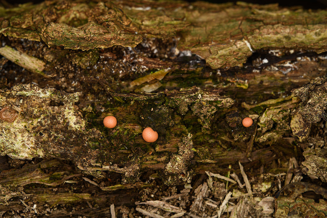 Wolf's Milk slime mold, Heeswijk-Dinther, Netherlands <figure class="photo"><a href="https://www.jungledragon.com/image/122070/wolfs_milk_slime_mold_-_closeup_heeswijk-dinther_netherlands.html" title="Wolf's Milk slime mold - closeup, Heeswijk-Dinther, Netherlands"><img src="https://s3.amazonaws.com/media.jungledragon.com/images/2/122070_thumb.jpg?AWSAccessKeyId=05GMT0V3GWVNE7GGM1R2&Expires=1770854410&Signature=1PYkecaM2c1m5UCeYRgg%2FZSoJZQ%3D" width="200" height="134" alt="Wolf's Milk slime mold - closeup, Heeswijk-Dinther, Netherlands https://www.jungledragon.com/image/122071/wolfs_milk_slime_mold_heeswijk-dinther_netherlands.html Europe,Heeswijk-Dinther,Lycogala epidendrum,Netherlands,Wolf's milk,World" /></a></figure> Europe,Heeswijk-Dinther,Lycogala epidendrum,Netherlands,Wolf's milk,World