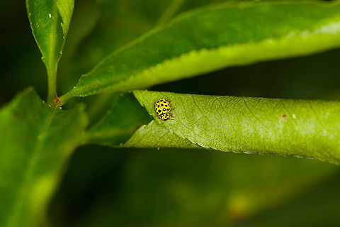 Twenty-two Spot Ladybird, Heeswijk-Dinther, Netherlands Unlike most ladybugs, this one is not an aphid serial killer, instead it feeds on mildew, a type of mold found on plants. This is likely the female, as males have a pale thorax, more white than yellow. Europe,Heeswijk-Dinther,Netherlands,Psyllobora vigintiduopunctata,Twenty-two Spot Ladybird,World