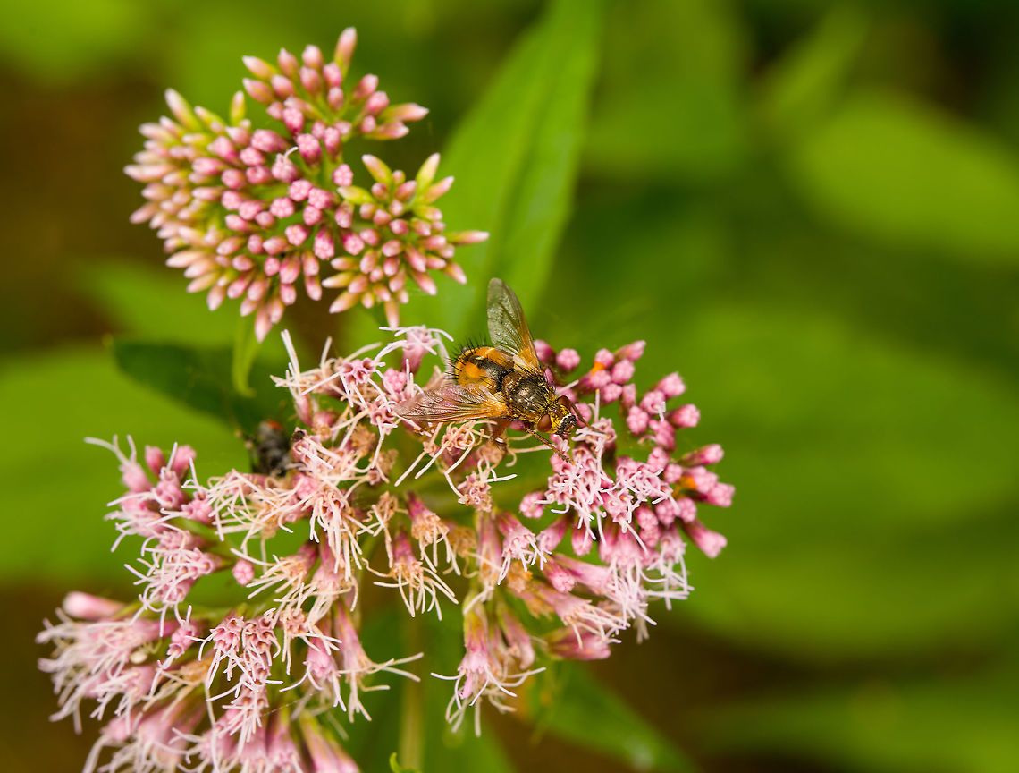 Tachina fera, Heeswijk-Dinther, Netherlands  Europe,Heeswijk-Dinther,Netherlands,Tachina fera,World