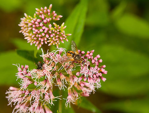 Tachina fera, Heeswijk-Dinther, Netherlands  Europe,Heeswijk-Dinther,Netherlands,Tachina fera,World