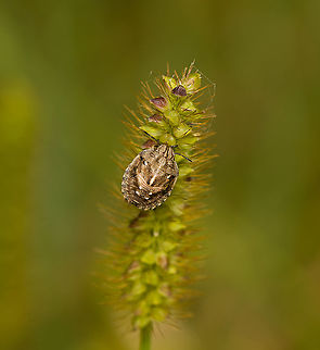 Eurygaster testudinaria nymph, Heeswijk-Dinther, Netherlands  Europe,Eurygaster testudinaria,Heeswijk-Dinther,Netherlands,World