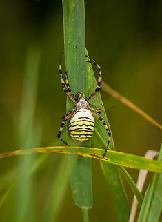 Wasp spider - 1, Heeswijk-Dinther, Netherlands These are 3 separate individuals found in the same patch. This is originally a Mediterranean species, yet now widely found in northern Europe. In the Netherlands, it was first found in the 1980s.

The male of this species leads a life of service, which lasts days at best. He can mate with females twice, as he loses one of his two genitalia during each mating attempt. It gets stuck in the female to prevent other males from mating with the same female. A second attempt is however highly exceptional, usually the female immediately wraps the male and feeds on him. The only chance to survive the ordeal is to mate with a female that just moulted, as her jaws are still soft.

The female has an equal dedication to the next generation, as she guards the eggs sac until death.
https://www.jungledragon.com/image/122075/wasp_spider_-_1_heeswijk-dinther_netherlands.html
https://www.jungledragon.com/image/122076/wasp_spider_-_2_heeswijk-dinther_netherlands.html
https://www.jungledragon.com/image/122077/wasp_spider_-_3_heeswijk-dinther_netherlands.html
Photo of the egg sac (which is enormous), by Arp:

https://www.jungledragon.com/image/105357/argiope_bruennichi_-_egg_sac.html
 Argiope bruennichi,Europe,Heeswijk-Dinther,Netherlands,Wasp spider,World