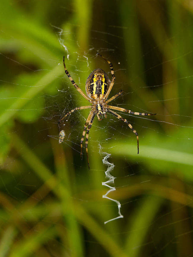 Wasp spider - 2, Heeswijk-Dinther, Netherlands These are 3 separate individuals found in the same patch. This is originally a Mediterranean species, yet now widely found in northern Europe. In the Netherlands, it was first found in the 1980s.<br />
<br />
The male of this species leads a life of service, which lasts days at best. He can mate with females twice, as he loses one of his two genitalia during each mating attempt. It gets stuck in the female to prevent other males from mating with the same female. A second attempt is however highly exceptional, usually the female immediately wraps the male and feeds on him. The only chance to survive the ordeal is to mate with a female that just moulted, as her jaws are still soft.<br />
<br />
The female has an equal dedication to the next generation, as she guards the eggs sac until death.<br />
<figure class="photo"><a href="https://www.jungledragon.com/image/122075/wasp_spider_-_1_heeswijk-dinther_netherlands.html" title="Wasp spider - 1, Heeswijk-Dinther, Netherlands"><img src="https://s3.amazonaws.com/media.jungledragon.com/images/2/122075_thumb.jpg?AWSAccessKeyId=05GMT0V3GWVNE7GGM1R2&Expires=1759968010&Signature=Y1U181OiMtUsLcpU30BSnyRY7cY%3D" width="112" height="152" alt="Wasp spider - 1, Heeswijk-Dinther, Netherlands These are 3 separate individuals found in the same patch. This is originally a Mediterranean species, yet now widely found in northern Europe. In the Netherlands, it was first found in the 1980s.<br />
<br />
The male of this species leads a life of service, which lasts days at best. He can mate with females twice, as he loses one of his two genitalia during each mating attempt. It gets stuck in the female to prevent other males from mating with the same female. A second attempt is however highly exceptional, usually the female immediately wraps the male and feeds on him. The only chance to survive the ordeal is to mate with a female that just moulted, as her jaws are still soft.<br />
<br />
The female has an equal dedication to the next generation, as she guards the eggs sac until death.<br />
https://www.jungledragon.com/image/122075/wasp_spider_-_1_heeswijk-dinther_netherlands.html<br />
https://www.jungledragon.com/image/122076/wasp_spider_-_2_heeswijk-dinther_netherlands.html<br />
https://www.jungledragon.com/image/122077/wasp_spider_-_3_heeswijk-dinther_netherlands.html<br />
Photo of the egg sac (which is enormous), by Arp:<br />
<br />
https://www.jungledragon.com/image/105357/argiope_bruennichi_-_egg_sac.html<br />
 Argiope bruennichi,Europe,Heeswijk-Dinther,Netherlands,Wasp spider,World" /></a></figure><br />
<figure class="photo"><a href="https://www.jungledragon.com/image/122076/wasp_spider_-_2_heeswijk-dinther_netherlands.html" title="Wasp spider - 2, Heeswijk-Dinther, Netherlands"><img src="https://s3.amazonaws.com/media.jungledragon.com/images/2/122076_thumb.jpg?AWSAccessKeyId=05GMT0V3GWVNE7GGM1R2&Expires=1759968010&Signature=vEmFX8yG4bRdnBuFWbPkC0vveN4%3D" width="116" height="152" alt="Wasp spider - 2, Heeswijk-Dinther, Netherlands These are 3 separate individuals found in the same patch. This is originally a Mediterranean species, yet now widely found in northern Europe. In the Netherlands, it was first found in the 1980s.<br />
<br />
The male of this species leads a life of service, which lasts days at best. He can mate with females twice, as he loses one of his two genitalia during each mating attempt. It gets stuck in the female to prevent other males from mating with the same female. A second attempt is however highly exceptional, usually the female immediately wraps the male and feeds on him. The only chance to survive the ordeal is to mate with a female that just moulted, as her jaws are still soft.<br />
<br />
The female has an equal dedication to the next generation, as she guards the eggs sac until death.<br />
https://www.jungledragon.com/image/122075/wasp_spider_-_1_heeswijk-dinther_netherlands.html<br />
https://www.jungledragon.com/image/122076/wasp_spider_-_2_heeswijk-dinther_netherlands.html<br />
https://www.jungledragon.com/image/122077/wasp_spider_-_3_heeswijk-dinther_netherlands.html<br />
Photo of the egg sac (which is enormous), by Arp:<br />
<br />
https://www.jungledragon.com/image/105357/argiope_bruennichi_-_egg_sac.html<br />
 Argiope bruennichi,Europe,Heeswijk-Dinther,Netherlands,Wasp spider,World" /></a></figure><br />
<figure class="photo"><a href="https://www.jungledragon.com/image/122077/wasp_spider_-_3_heeswijk-dinther_netherlands.html" title="Wasp spider - 3, Heeswijk-Dinther, Netherlands"><img src="https://s3.amazonaws.com/media.jungledragon.com/images/2/122077_thumb.jpg?AWSAccessKeyId=05GMT0V3GWVNE7GGM1R2&Expires=1759968010&Signature=pC%2BBMnVigbzEDrZ3MfaMvS7hBYc%3D" width="200" height="134" alt="Wasp spider - 3, Heeswijk-Dinther, Netherlands These are 3 separate individuals found in the same patch. This is originally a Mediterranean species, yet now widely found in northern Europe. In the Netherlands, it was first found in the 1980s.<br />
<br />
The male of this species leads a life of service, which lasts days at best. He can mate with females twice, as he loses one of his two genitalia during each mating attempt. It gets stuck in the female to prevent other males from mating with the same female. A second attempt is however highly exceptional, usually the female immediately wraps the male and feeds on him. The only chance to survive the ordeal is to mate with a female that just moulted, as her jaws are still soft.<br />
<br />
The female has an equal dedication to the next generation, as she guards the eggs sac until death.<br />
https://www.jungledragon.com/image/122075/wasp_spider_-_1_heeswijk-dinther_netherlands.html<br />
https://www.jungledragon.com/image/122076/wasp_spider_-_2_heeswijk-dinther_netherlands.html<br />
https://www.jungledragon.com/image/122077/wasp_spider_-_3_heeswijk-dinther_netherlands.html<br />
Photo of the egg sac (which is enormous), by Arp:<br />
<br />
https://www.jungledragon.com/image/105357/argiope_bruennichi_-_egg_sac.html<br />
 Argiope bruennichi,Europe,Heeswijk-Dinther,Netherlands,Wasp spider,World" /></a></figure><br />
Photo of the egg sac (which is enormous), by Arp:<br />
<br />
<figure class="photo"><a href="https://www.jungledragon.com/image/105357/argiope_bruennichi_-_egg_sac.html" title="Argiope bruennichi - Egg sac"><img src="https://s3.amazonaws.com/media.jungledragon.com/images/3043/105357_thumb.jpg?AWSAccessKeyId=05GMT0V3GWVNE7GGM1R2&Expires=1759968010&Signature=CH%2FrVhFpMijPd8OYlgexc8FVzA0%3D" width="200" height="114" alt="Argiope bruennichi - Egg sac  Araneae,Araneidae,Argiope,Argiope bruennichi,Egg sac,Geotagged,Netherlands,Schiermonnikoog,Wasp spider,nl: Wespspin" /></a></figure><br />
 Argiope bruennichi,Europe,Heeswijk-Dinther,Netherlands,Wasp spider,World