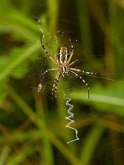 Wasp spider - 2, Heeswijk-Dinther, Netherlands These are 3 separate individuals found in the same patch. This is originally a Mediterranean species, yet now widely found in northern Europe. In the Netherlands, it was first found in the 1980s.

The male of this species leads a life of service, which lasts days at best. He can mate with females twice, as he loses one of his two genitalia during each mating attempt. It gets stuck in the female to prevent other males from mating with the same female. A second attempt is however highly exceptional, usually the female immediately wraps the male and feeds on him. The only chance to survive the ordeal is to mate with a female that just moulted, as her jaws are still soft.

The female has an equal dedication to the next generation, as she guards the eggs sac until death.
https://www.jungledragon.com/image/122075/wasp_spider_-_1_heeswijk-dinther_netherlands.html
https://www.jungledragon.com/image/122076/wasp_spider_-_2_heeswijk-dinther_netherlands.html
https://www.jungledragon.com/image/122077/wasp_spider_-_3_heeswijk-dinther_netherlands.html
Photo of the egg sac (which is enormous), by Arp:

https://www.jungledragon.com/image/105357/argiope_bruennichi_-_egg_sac.html
 Argiope bruennichi,Europe,Heeswijk-Dinther,Netherlands,Wasp spider,World