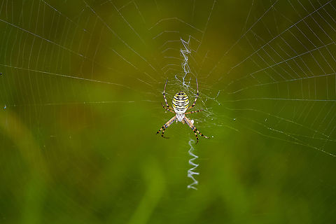 Wasp spider - 3, Heeswijk-Dinther, Netherlands These are 3 separate individuals found in the same patch. This is originally a Mediterranean species, yet now widely found in northern Europe. In the Netherlands, it was first found in the 1980s.

The male of this species leads a life of service, which lasts days at best. He can mate with females twice, as he loses one of his two genitalia during each mating attempt. It gets stuck in the female to prevent other males from mating with the same female. A second attempt is however highly exceptional, usually the female immediately wraps the male and feeds on him. The only chance to survive the ordeal is to mate with a female that just moulted, as her jaws are still soft.

The female has an equal dedication to the next generation, as she guards the eggs sac until death.
https://www.jungledragon.com/image/122075/wasp_spider_-_1_heeswijk-dinther_netherlands.html
https://www.jungledragon.com/image/122076/wasp_spider_-_2_heeswijk-dinther_netherlands.html
https://www.jungledragon.com/image/122077/wasp_spider_-_3_heeswijk-dinther_netherlands.html
Photo of the egg sac (which is enormous), by Arp:

https://www.jungledragon.com/image/105357/argiope_bruennichi_-_egg_sac.html
 Argiope bruennichi,Europe,Heeswijk-Dinther,Netherlands,Wasp spider,World