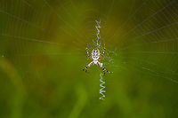 Wasp spider - 3, Heeswijk-Dinther, Netherlands These are 3 separate individuals found in the same patch. This is originally a Mediterranean species, yet now widely found in northern Europe. In the Netherlands, it was first found in the 1980s.<br />
<br />
The male of this species leads a life of service, which lasts days at best. He can mate with females twice, as he loses one of his two genitalia during each mating attempt. It gets stuck in the female to prevent other males from mating with the same female. A second attempt is however highly exceptional, usually the female immediately wraps the male and feeds on him. The only chance to survive the ordeal is to mate with a female that just moulted, as her jaws are still soft.<br />
<br />
The female has an equal dedication to the next generation, as she guards the eggs sac until death.<br />
https://www.jungledragon.com/image/122075/wasp_spider_-_1_heeswijk-dinther_netherlands.html<br />
https://www.jungledragon.com/image/122076/wasp_spider_-_2_heeswijk-dinther_netherlands.html<br />
https://www.jungledragon.com/image/122077/wasp_spider_-_3_heeswijk-dinther_netherlands.html<br />
Photo of the egg sac (which is enormous), by Arp:<br />
<br />
https://www.jungledragon.com/image/105357/argiope_bruennichi_-_egg_sac.html<br />
 Argiope bruennichi,Europe,Heeswijk-Dinther,Netherlands,Wasp spider,World