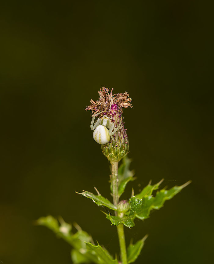 Goldenrod crab spider, Heeswijk-Dinther, Netherlands Female, on a dried out thistle, which does not seem a great place of ambush. The dutch name for this species translates as &quot;Common Chameleon Spider&quot;, after its ability to change colors. For this species, it mostly means white or yellow. <br />
<br />
The transition from yellow to white takes 6 days, whilst going back from white to yellow takes 10-25 days. This is due to the fact that the yellow pigment layer, when moved into deeper tissue layer (when the spider is white), is ultimately dissolved, so it has to be regenerated from scratch. So the truly variable part of the species is the yellow component, which either is exposed or suppressed.  Europe,Goldenrod crab spider,Heeswijk-Dinther,Misumena vatia,Netherlands,World