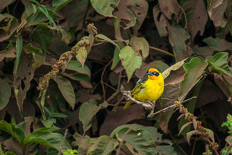 Baglafecht weaver in Arusha National Park  Africa,Arusha,Arusha National Park,Baglafecht weaver,Lesser Masked Weaver,Ploceus baglafecht,Ploceus intermedius,Tanzania