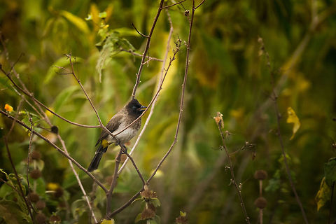 Dark-capped bulbul in Arusha National Park, Tanzania Very common throughout Africa, but not at all common for me as a European. Africa,Arusha,Arusha National Park,Common Bulbul,Dark-capped bulbul,Pycnonotus barbatus,Pycnonotus tricolor,Tanzania