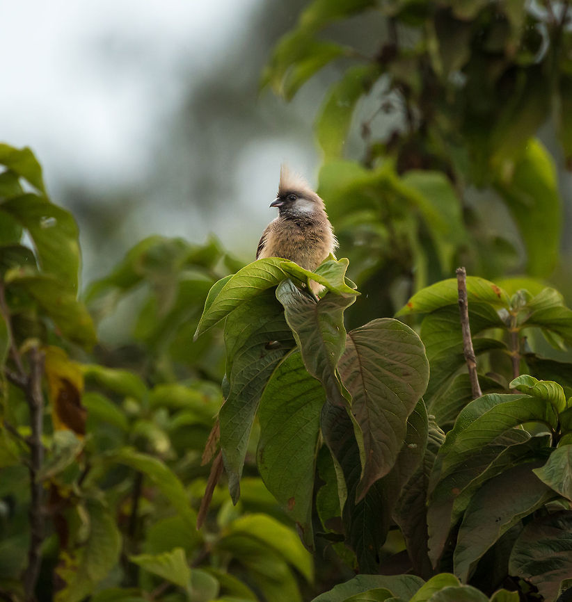 Speckled Mousebird in Arusha National Park Spotted in Arusha National Park, Tanzania. I had never seen this bird before, nor did I know it existed. Its true beauty is in its tail, which I&#039;ll show on another photo. Africa,Arusha,Arusha National Park,Colius striatus,Speckled Mousebird,Tanzania