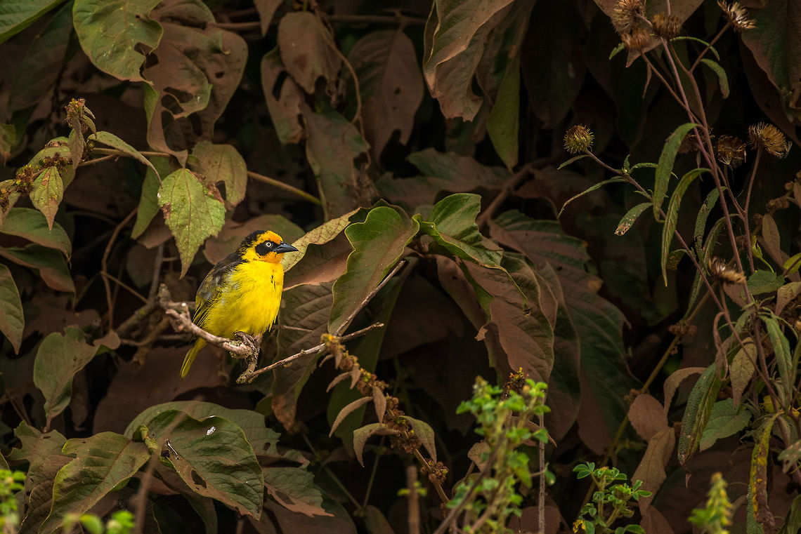 Baglafecht weaver in Arusha National Park, Tanzania  Africa,Arusha,Arusha National Park,Baglafecht weaver,Lesser Masked Weaver,Ploceus baglafecht,Ploceus intermedius,Tanzania