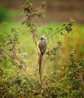 Speckled Mousebird, full body shot Full body shot with long tail of this Speckled mousebird found in Arusha National Park, Tanzania during the dry season. They share roughly the same diet with various other birds, such as the bulbul and several species of sunbirds, so you will often find those around as well. Africa,Arusha,Arusha National Park,Colius striatus,Speckled Mousebird,Tanzania