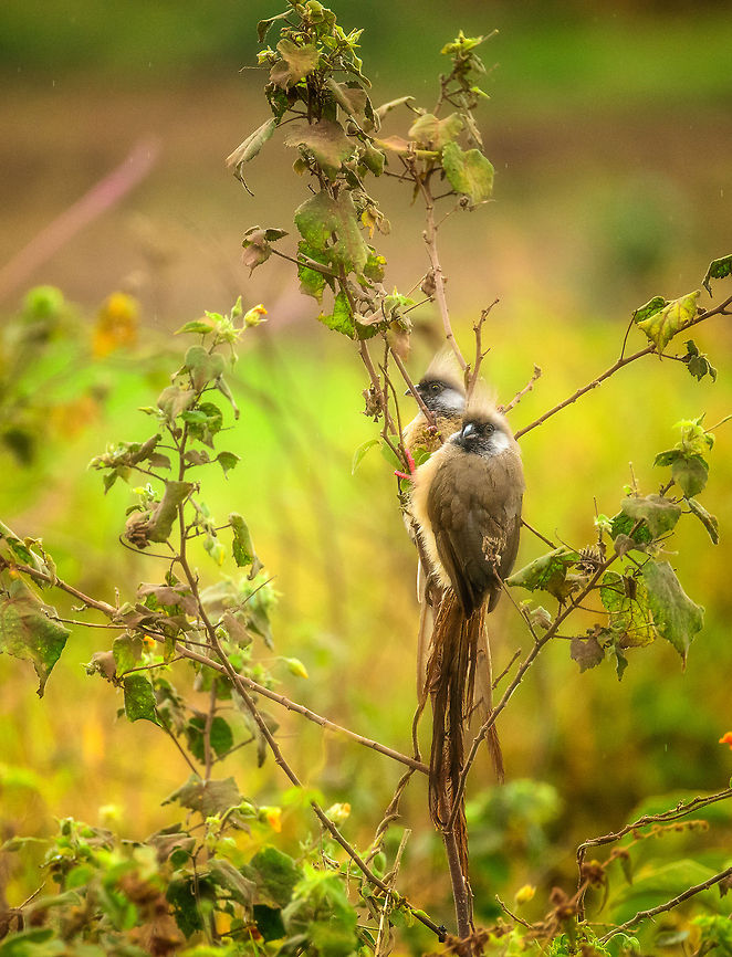 Speckled mousebird pair at Arusha National Park, Tanzania A mousebird couple spotted in the lush bushes of Arusha National Park, Tanzania, which is lush and green even during the dry season. Africa,Arusha,Arusha National Park,Colius striatus,Speckled Mousebird,Tanzania