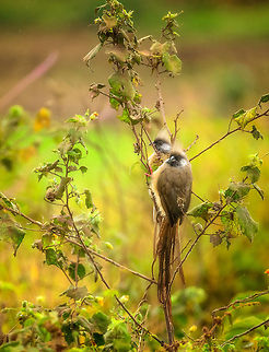 Speckled mousebird pair at Arusha National Park, Tanzania A mousebird couple spotted in the lush bushes of Arusha National Park, Tanzania, which is lush and green even during the dry season. Africa,Arusha,Arusha National Park,Colius striatus,Speckled Mousebird,Tanzania
