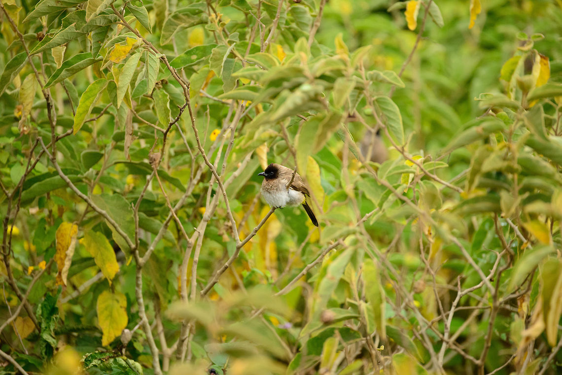 Fluffy McBulbul Finding food is no issue for this fluffy Common Bulbul in Arusha National Park. Africa,Arusha,Arusha National Park,Common Bulbul,Dark-capped bulbul,Pycnonotus barbatus,Pycnonotus tricolor,Tanzania