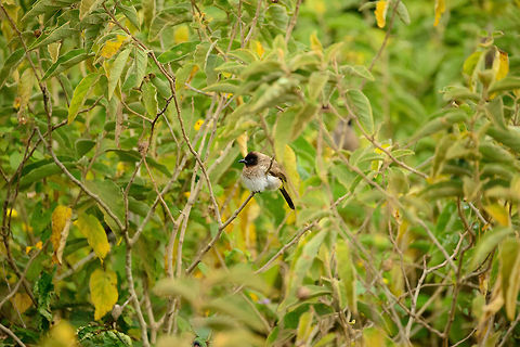 Fluffy McBulbul Finding food is no issue for this fluffy Common Bulbul in Arusha National Park. Africa,Arusha,Arusha National Park,Common Bulbul,Dark-capped bulbul,Pycnonotus barbatus,Pycnonotus tricolor,Tanzania