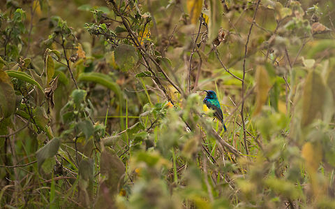 Beautiful Sunbird in Arusha National Park Yes, "beautiful sunbird" really is the name of this species. I wish I captured it better, because it really is beautiful, but this is the only shot I have. Africa,Arusha,Arusha National Park,Beautiful Sunbird,Cinnyris pulchellus,Tanzania