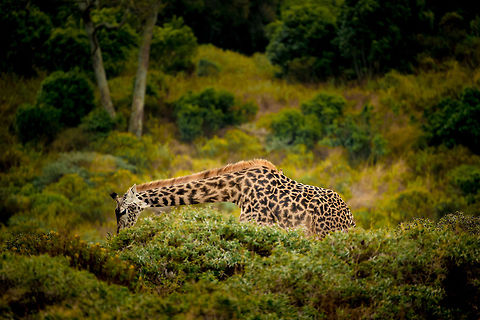 Maasai Giraffe feeding on low trees in Arusha  Africa,Arusha,Arusha National Park,Giraffa camelopardalis tippelskirchi,Maasai Giraffe,Tanzania
