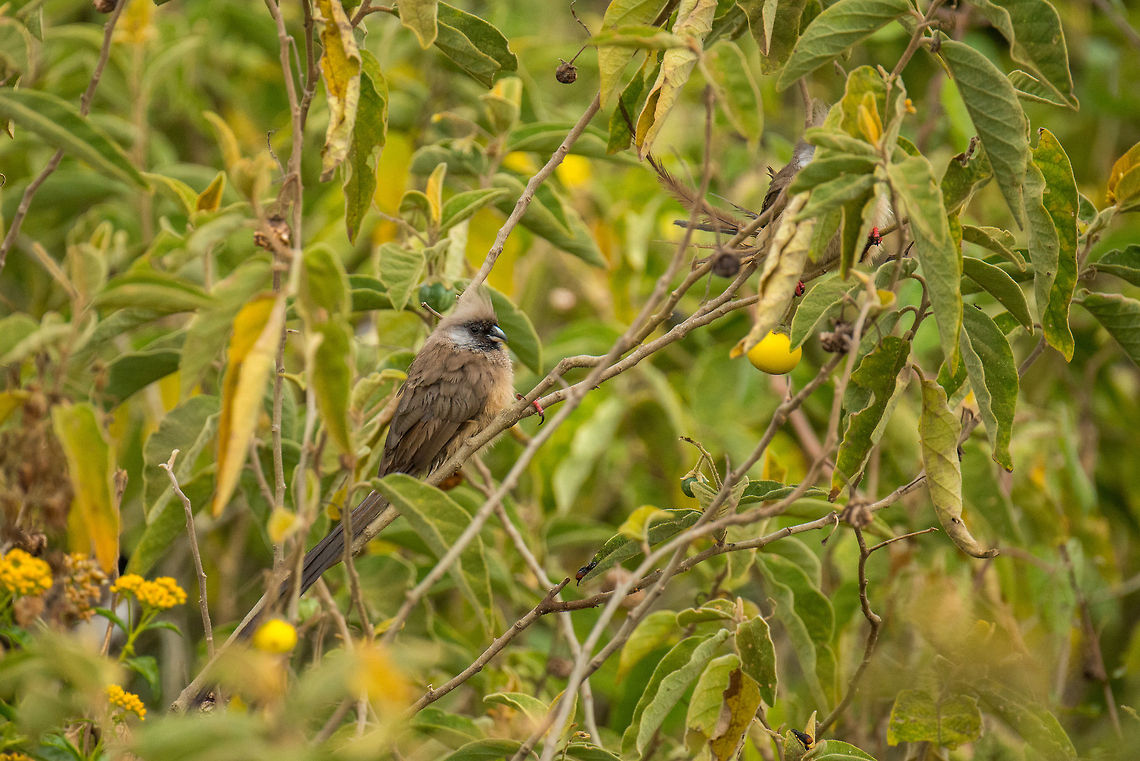 Speckled Mousebird eye balling food Captured in Arusha National Park, Tanzania. Africa,Arusha,Arusha National Park,Colius striatus,Speckled Mousebird,Tanzania