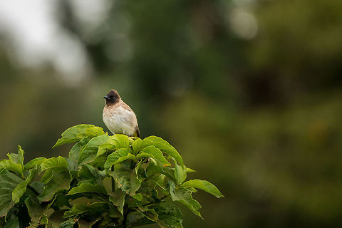 Common Bulbul spectating from high point in Arusha National Park, Tanzania  Africa,Arusha,Arusha National Park,Common Bulbul,Dark-capped bulbul,Pycnonotus barbatus,Pycnonotus tricolor,Tanzania