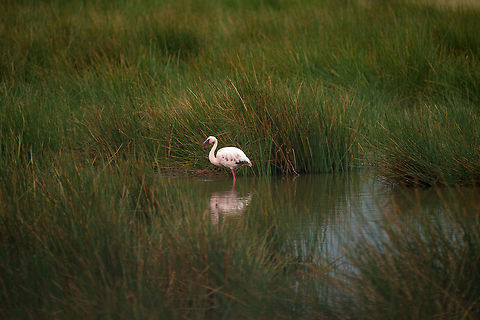 Solitary lesser flamingo at Momella lakes This is somewhat of an odd photo, since this lake has thousands of flamingos grouped together, it is strange to see one alone. You can tell apart a lesser flamingo from a greater flamingo by the color of their bill; the lesser flamingo has far more black in it. Africa,Arusha,Arusha National Park,Lesser Flamingo,Phoenicopterus minor,Tanzania