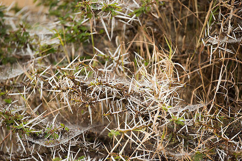 Massive thorns on Umbrella thorn acacia This is one of 700 acacia tree species in Africa, all are very robust trees that survive with little water and in both severe cold and hot weather. It also seems strong in its defense, based on its huge thorns. However, many animals have learned to work around them. Giraffes are skilled enough to eat around them, for example. Acacia tortilis,Africa,Arusha,Arusha National Park,Tanzania