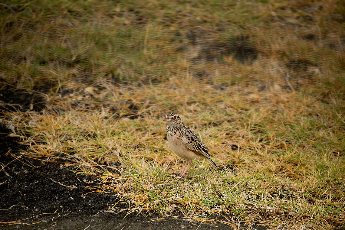 Red-winged Lark at Mommela lakes, Tanzania The photo is a bit ruined due to camera shake, but I am sharing it for the species anyway. Africa,Arusha,Arusha National Park,Mirafra hypermetra,Red-winged Lark,Tanzania