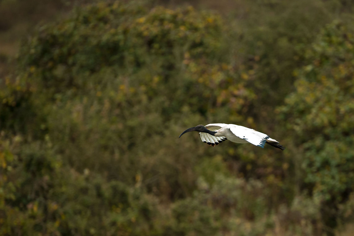 African Sacred Ibis in flight over Mommela Lakes, Arusha National Park  Africa,African Sacred Ibis,Arusha,Arusha National Park,Tanzania,Threskiornis aethiopicus