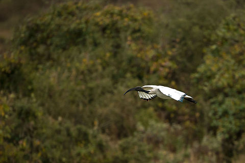 African Sacred Ibis in flight over Mommela Lakes, Arusha National Park  Africa,African Sacred Ibis,Arusha,Arusha National Park,Tanzania,Threskiornis aethiopicus