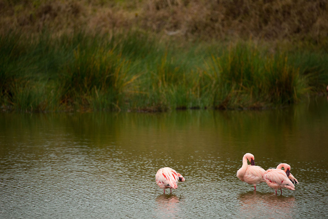 Three lesser flamingos at Mommela lakes From the deep pink feathers you can tell that these lesser flamingos are feeding well. The pink is the result of the algae that they eat. These algae only grow in very specific waters, such as the water found in the three lakes of Mommela.  Africa,Arusha,Arusha National Park,Lesser Flamingo,Phoenicopterus minor,Tanzania