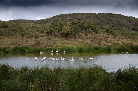 Small gathering of Lesser Flamingos at Mommela lakes This is the smallest of the three lakes in Mommela, and also the one containing the least flamingos. Big groups are coming in future posts :) Africa,Arusha,Arusha National Park,Lesser Flamingo,Phoenicopterus minor,Tanzania