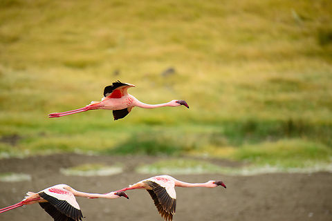 Lesser flamingos in flight at Momella lakes At Momella lakes, almost at any time there are flocks of flamingos landing near or in the lakes. They gather there to feed on the exclusive algae that grow there, which is also the source of their pink coloration. Africa,Arusha,Arusha National Park,Lesser Flamingo,Phoenicopterus minor,Tanzania