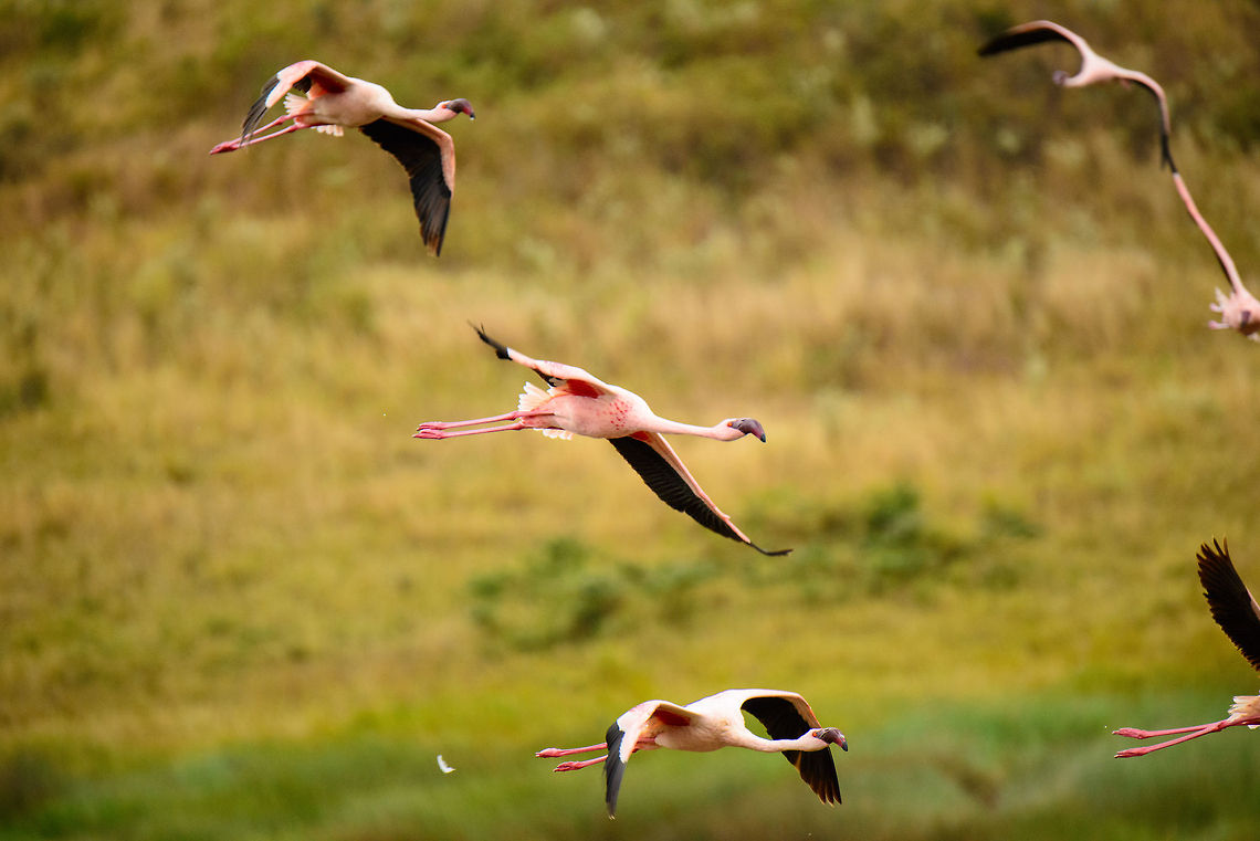 Lesser flamingos in flight  Africa,Arusha,Arusha National Park,Lesser Flamingo,Phoenicopterus minor,Tanzania